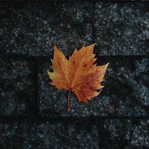 Preview wallpaper leaf, maple, fallen, autumn