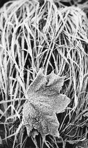 Preview wallpaper leaf, maple, grass, frost, macro, black and white