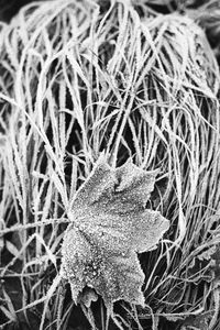 Preview wallpaper leaf, maple, grass, frost, macro, black and white