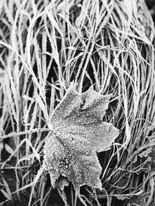 Preview wallpaper leaf, maple, grass, frost, macro, black and white
