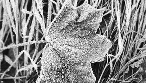 Preview wallpaper leaf, maple, grass, frost, macro, black and white