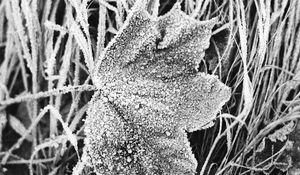 Preview wallpaper leaf, maple, grass, frost, macro, black and white