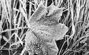 Preview wallpaper leaf, maple, grass, frost, macro, black and white