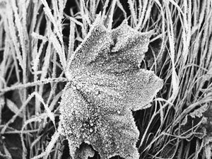 Preview wallpaper leaf, maple, grass, frost, macro, black and white