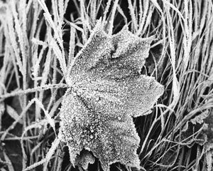 Preview wallpaper leaf, maple, grass, frost, macro, black and white