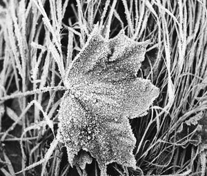 Preview wallpaper leaf, maple, grass, frost, macro, black and white