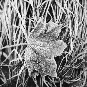 Preview wallpaper leaf, maple, grass, frost, macro, black and white