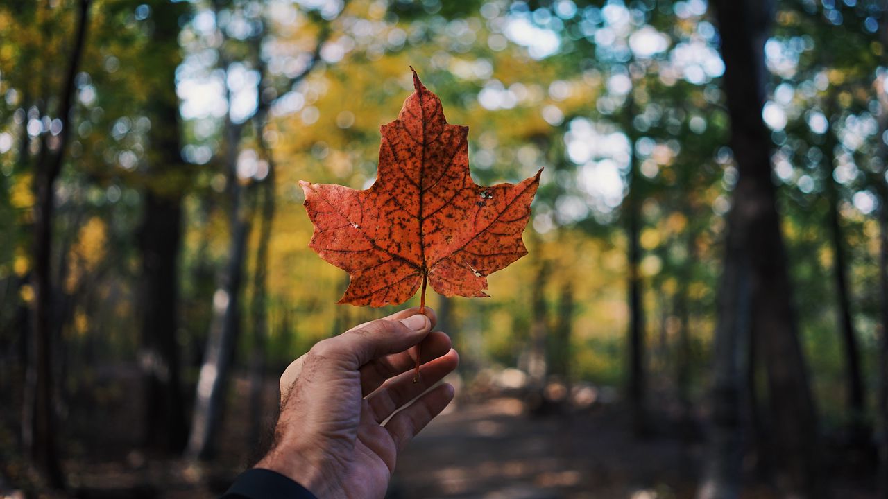 Wallpaper leaf, maple, hand, autumn