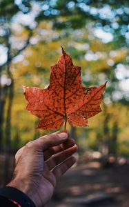 Preview wallpaper leaf, maple, hand, autumn