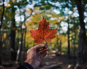 Preview wallpaper leaf, maple, hand, autumn