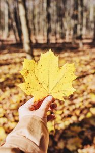 Preview wallpaper leaf, maple, hand, autumn, fallen, yellow