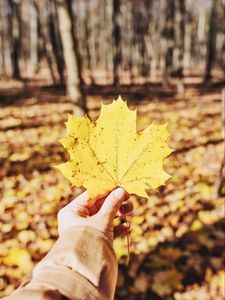 Preview wallpaper leaf, maple, hand, autumn, fallen, yellow