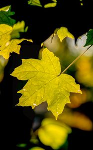 Preview wallpaper leaf, maple, light, blur, macro, autumn