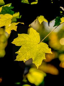 Preview wallpaper leaf, maple, light, blur, macro, autumn