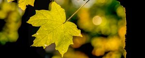 Preview wallpaper leaf, maple, light, blur, macro, autumn