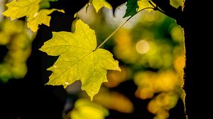 Preview wallpaper leaf, maple, light, blur, macro, autumn