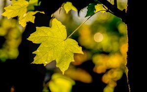 Preview wallpaper leaf, maple, light, blur, macro, autumn