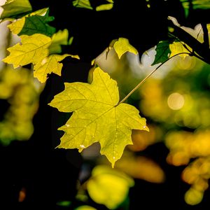 Preview wallpaper leaf, maple, light, blur, macro, autumn