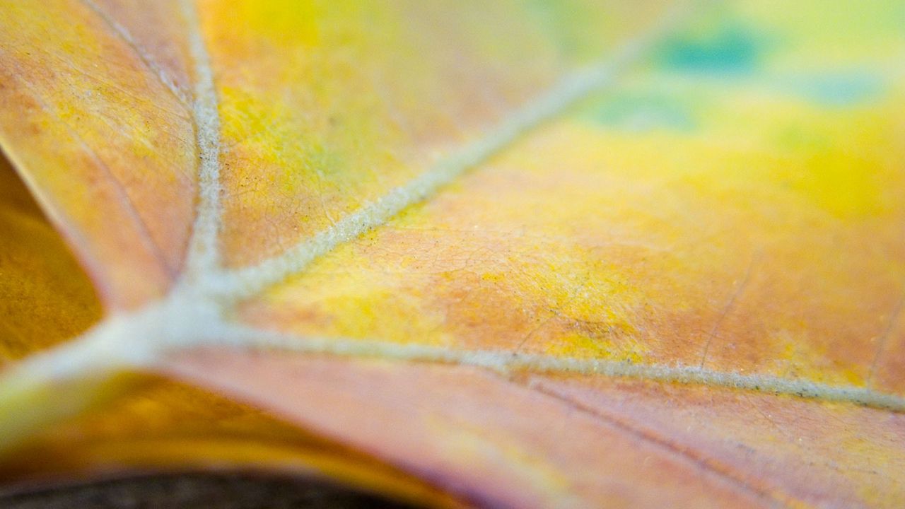 Wallpaper leaf, maple, light, spot