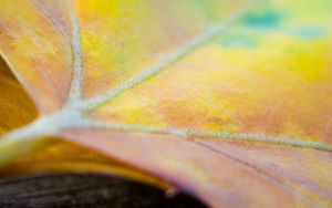 Preview wallpaper leaf, maple, light, spot