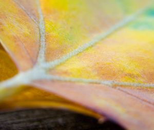 Preview wallpaper leaf, maple, light, spot