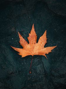 Preview wallpaper leaf, maple, macro, brown, wet