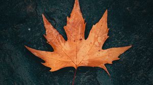 Preview wallpaper leaf, maple, macro, brown, wet