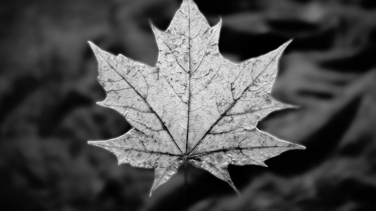 Wallpaper leaf, maple, macro, black and white, autumn