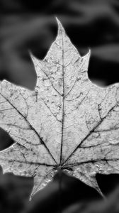 Preview wallpaper leaf, maple, macro, black and white, autumn