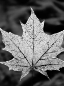 Preview wallpaper leaf, maple, macro, black and white, autumn