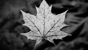 Preview wallpaper leaf, maple, macro, black and white, autumn