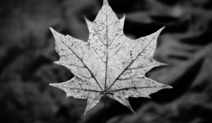 Preview wallpaper leaf, maple, macro, black and white, autumn