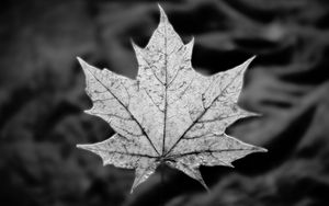 Preview wallpaper leaf, maple, macro, black and white, autumn