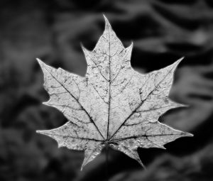 Preview wallpaper leaf, maple, macro, black and white, autumn