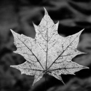 Preview wallpaper leaf, maple, macro, black and white, autumn