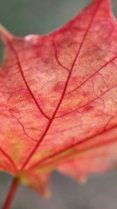 Preview wallpaper leaf, maple, red, fallen, autumn