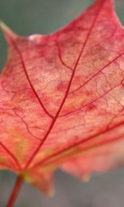 Preview wallpaper leaf, maple, red, fallen, autumn