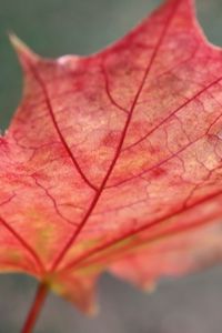 Preview wallpaper leaf, maple, red, fallen, autumn