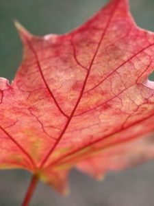 Preview wallpaper leaf, maple, red, fallen, autumn