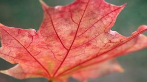 Preview wallpaper leaf, maple, red, fallen, autumn