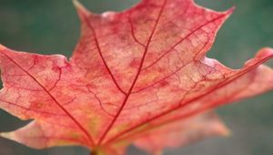 Preview wallpaper leaf, maple, red, fallen, autumn