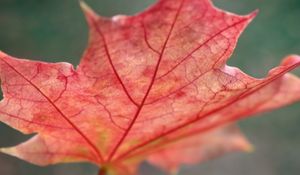 Preview wallpaper leaf, maple, red, fallen, autumn