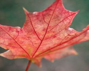 Preview wallpaper leaf, maple, red, fallen, autumn