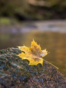 Preview wallpaper leaf, maple, stone, blur