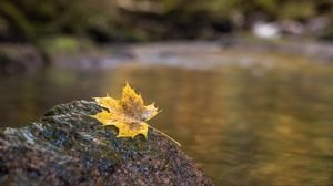 Preview wallpaper leaf, maple, stone, blur