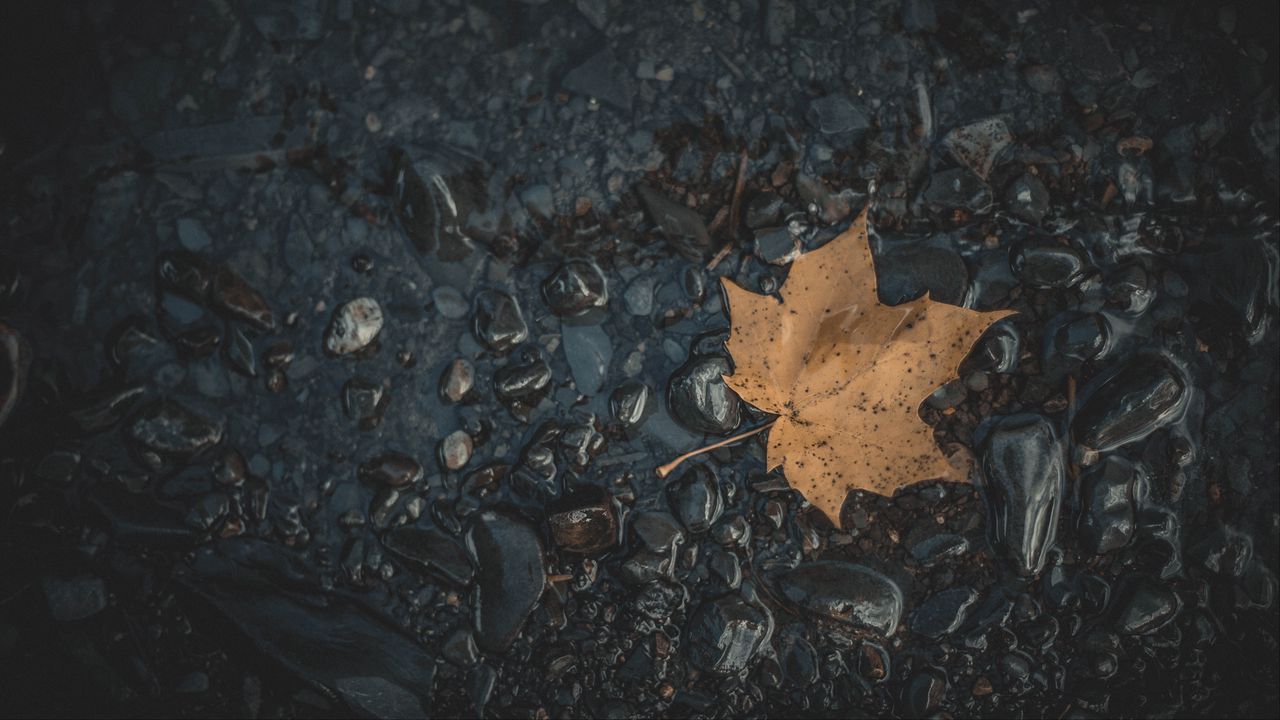 Wallpaper leaf, maple, stones, autumn, water, fallen