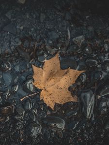 Preview wallpaper leaf, maple, stones, autumn, water, fallen