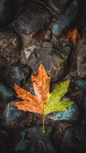 Preview wallpaper leaf, maple, stones, brown, green