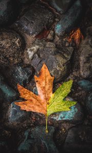 Preview wallpaper leaf, maple, stones, brown, green