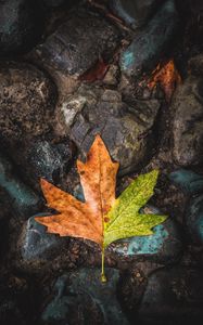 Preview wallpaper leaf, maple, stones, brown, green